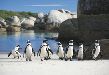 Pinguine am Boulders Beach, ©Neil Bradfield