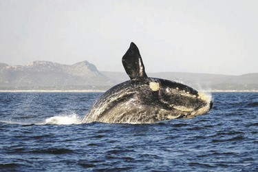 ©Grootbos Private Nature Reserve