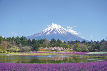 Fuji im Blütenmeer im Frühling, ©THUAN NGUYEN, pixabay.com