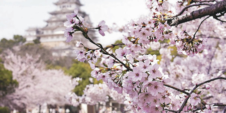 Kirschblüte in Japan, ©Archiv J-Navigator