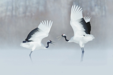 Kraniche auf Hokkaido, ©Archiv J-Navigator