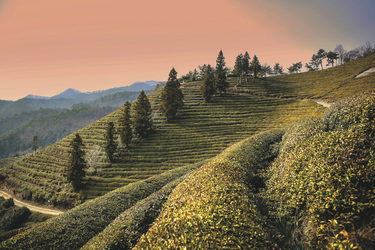 Teeplantage in Boseong, ©YHBae, pixabay.com