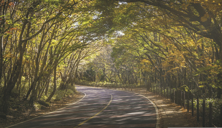 Straße im Herbst auf der Insel Jeju, ©Jeon Sang-O, pixabay.com