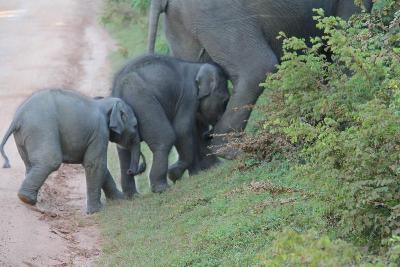 Elefanten im Yala Nationalpark