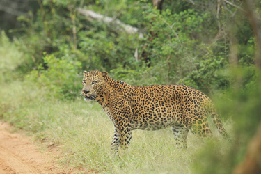 Leopard im Yala Nationalpark