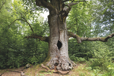 Deutschland - Reinhardswald, ©Naturpark Reinhardswald