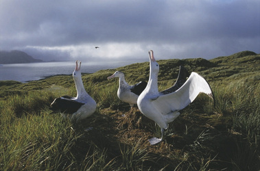 ©Rinie van Meurs-Oceanwide Expedition