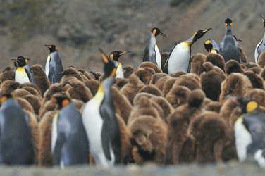 ©Martin van Lokven-Oceanwide Expedition