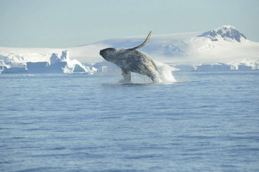 ©Nicola de Cata - Oceanwide Expedition