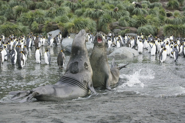 ©Martin van Lokven-Oceanwide Expedition