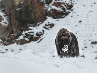 ©Quark Expeditions, Hugo Perrin