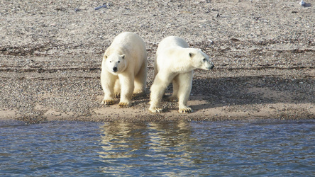 ©Albatros Expeditions