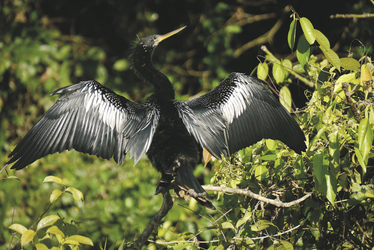 Schlangenhalsvogel im Tortuguero Nationalpark, ©Karawane