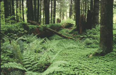 Teppich aus Klee im Olympic NP (©VisitSeattle), ©VisitSeattle