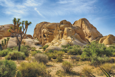 Joshua Tree NP, © 2014 TOGNONIPhotography.com