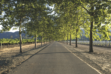 Napa Valley, ©Visit California/Carol Highsmith