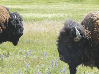 Bisons im Yellowstone Nationalpark-©TravelDreamWest, ©TravelDreamWest