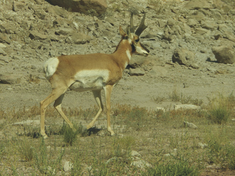 Pronghorn Antilope - ©TravelDreamWest, ©TravelDreamWest